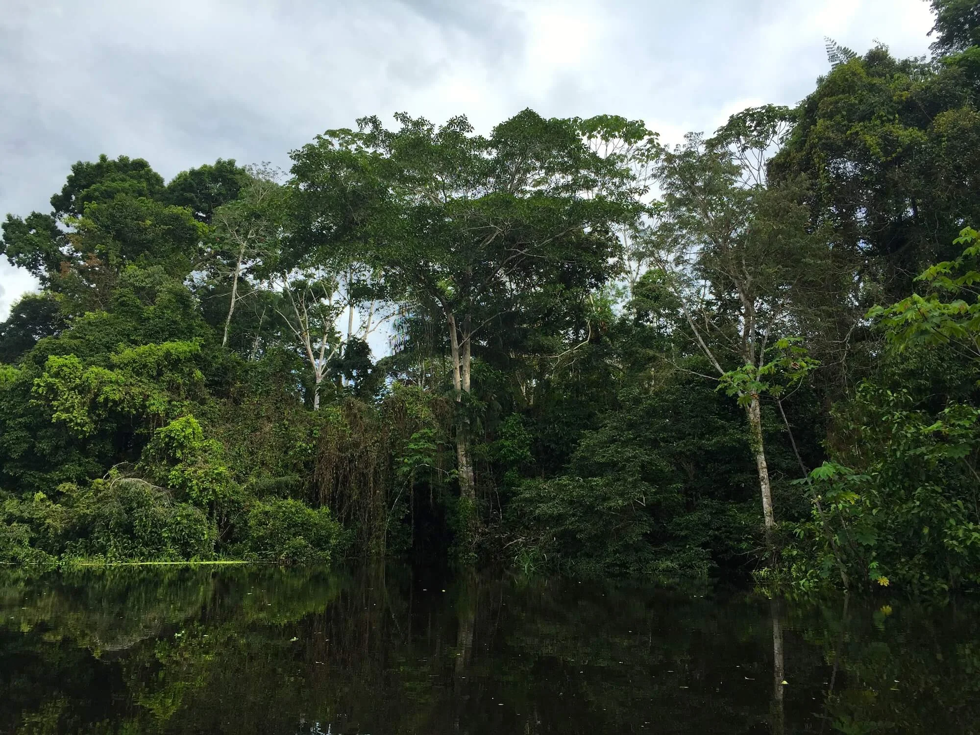 Trading Superfoods for Junk Foods in the Amazon Jungle