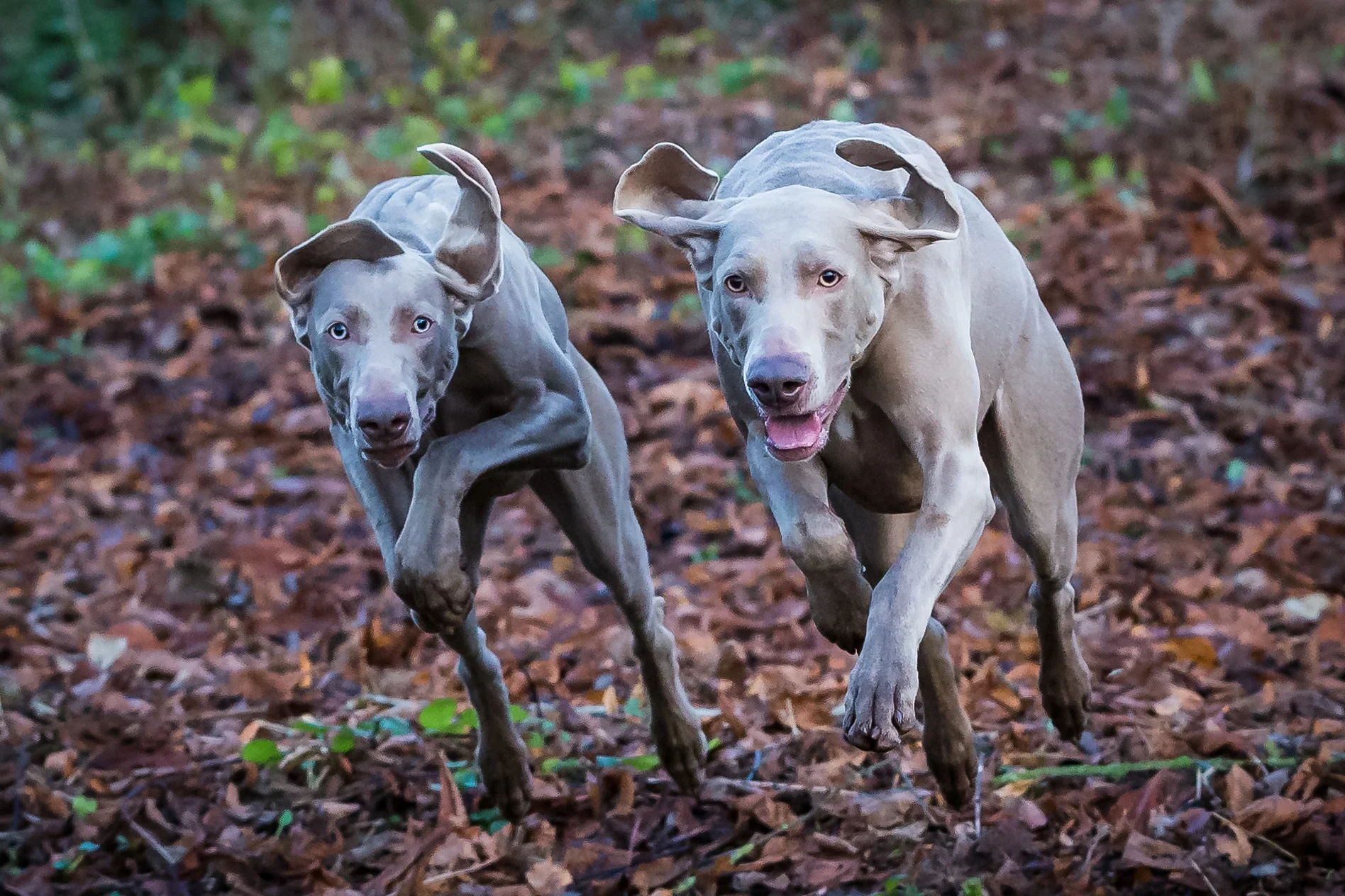 grey weimaraner