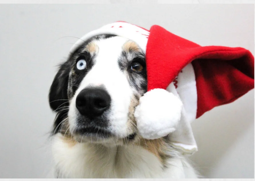 Santa Paws Photo Event