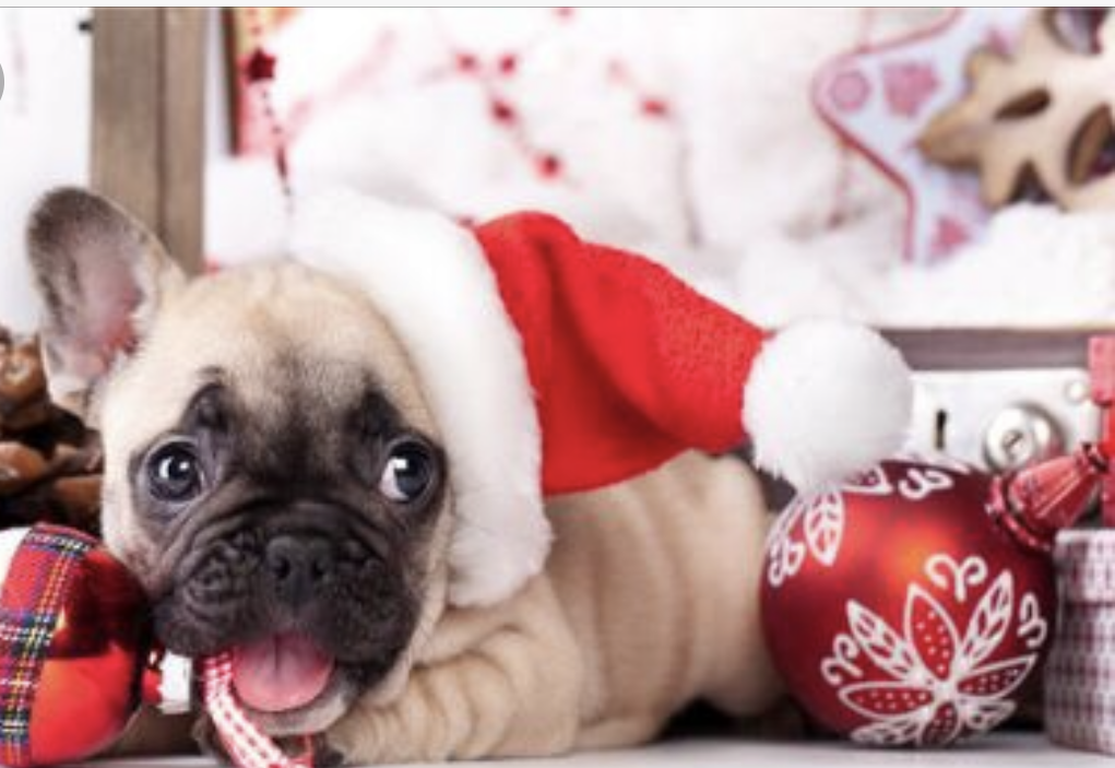 Santa Paws Photos at RHUB