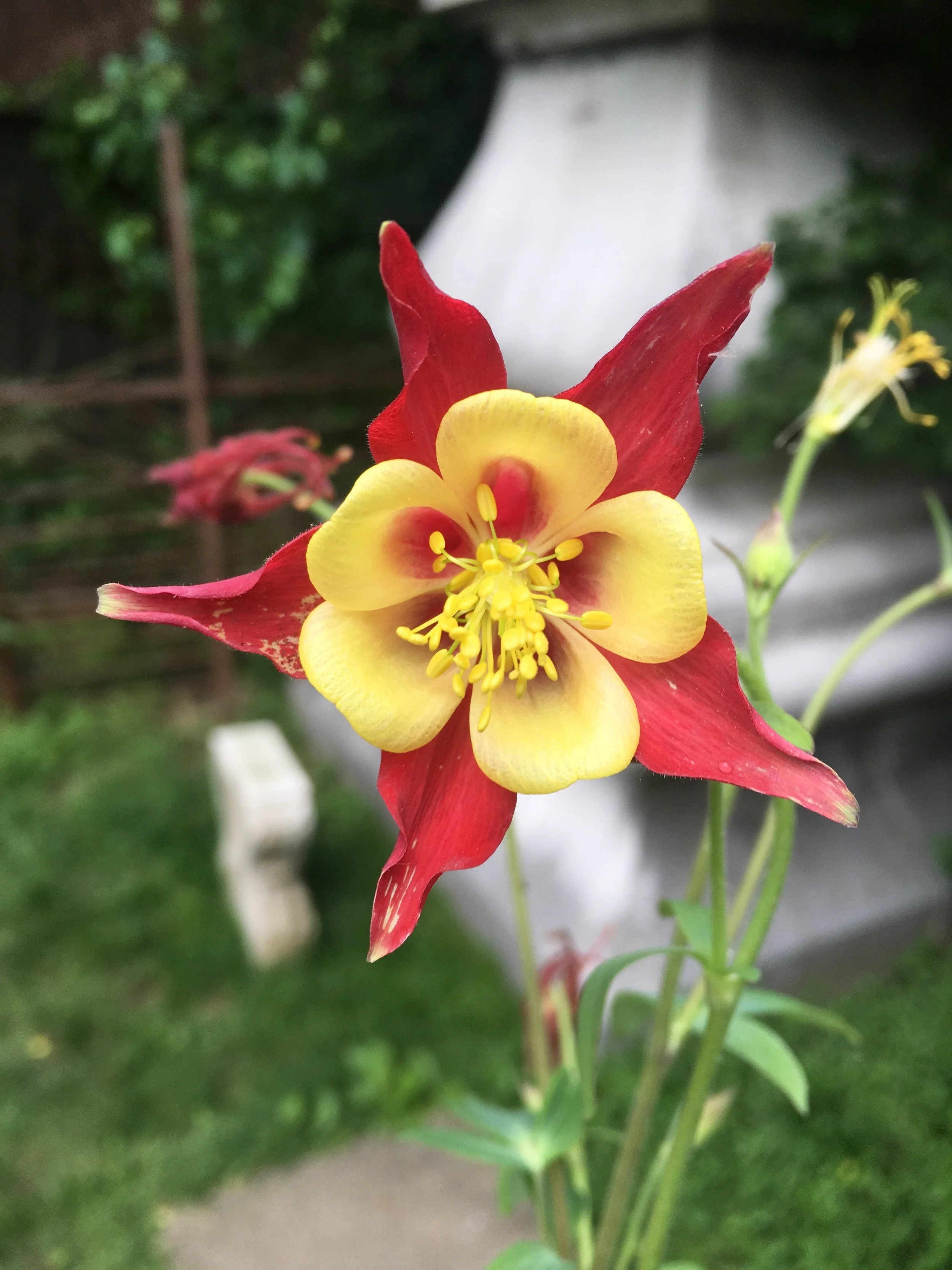 Meditation: Thoughtless in the Garden 