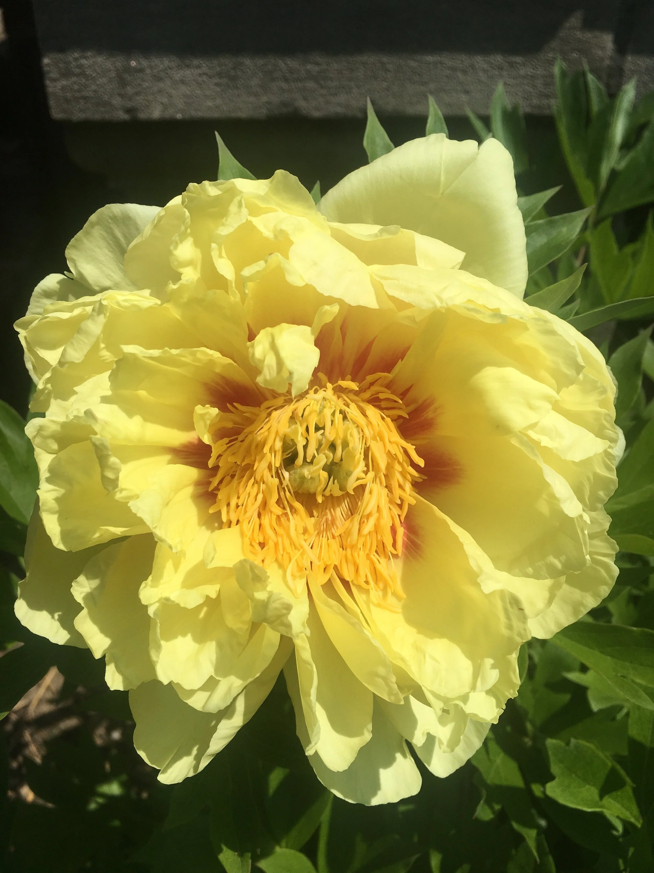 Meditation: Thoughtless in the Garden