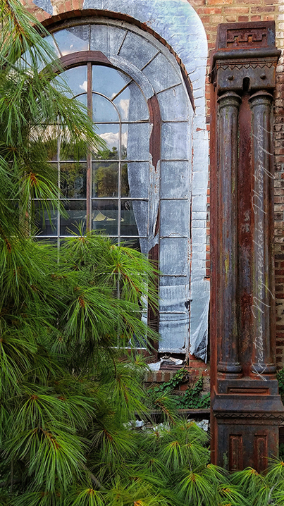 NEW Kristina Nazarevskaia Photography, Elizabeth Street Garden 2019 Window c.jpg