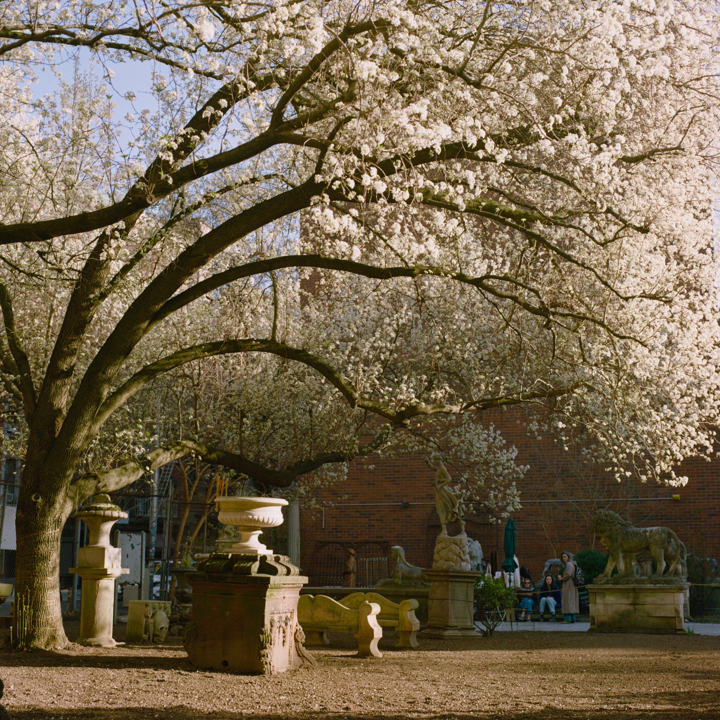 Tree2 copy.jpg