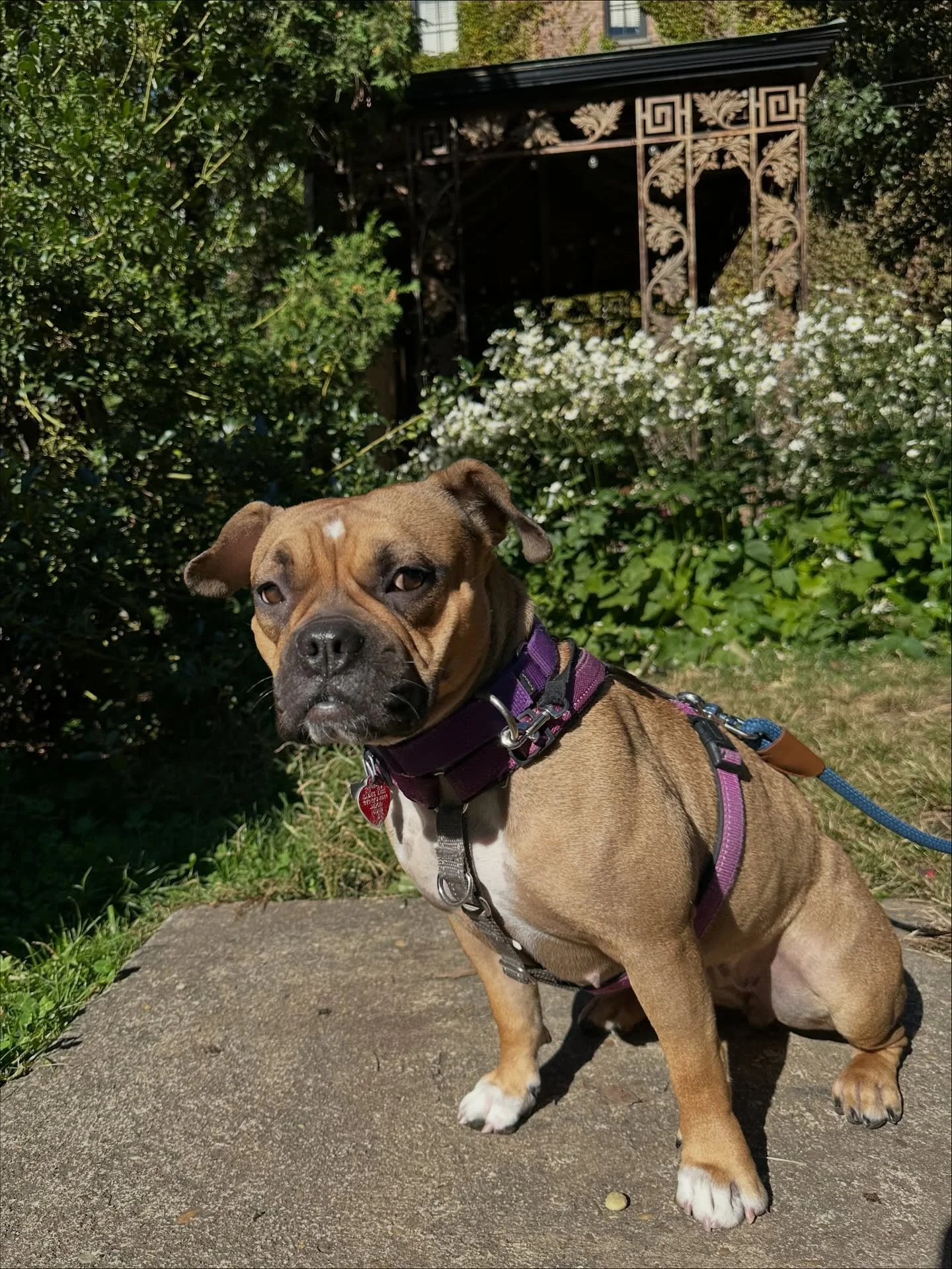 🐾 Paws what you&rsquo;re doing&hellip; this is big!
Elizabeth Street Garden proudly presents its first-ever Pet Adoption Day, in partnership with @animalhaven ! 🐶 

📅 Friday October 17th
⏰ 2:30-4:30pm
📍 Elizabeth Street Garden

Come meet sweet re