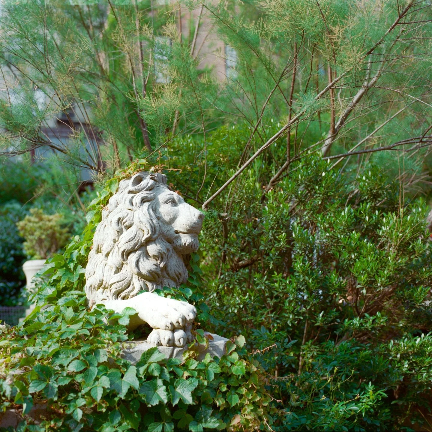 Dear Neighbors, 

This year will forever be a special one for Elizabeth Street Garden and our community. Just as it seemed everything could be lost, with the odds heavily against us, we persevered and preserved this sanctuary for everyone.

The fight