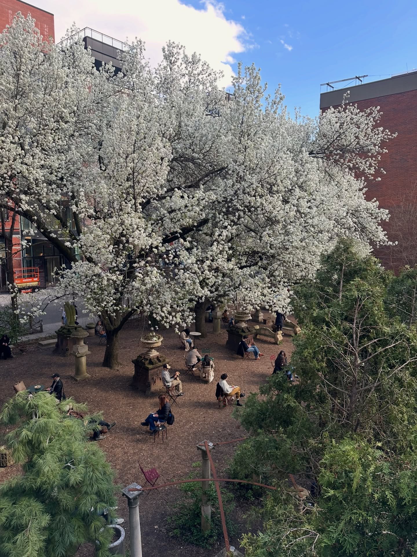 Always in awe of the blossoms this time of year ✨