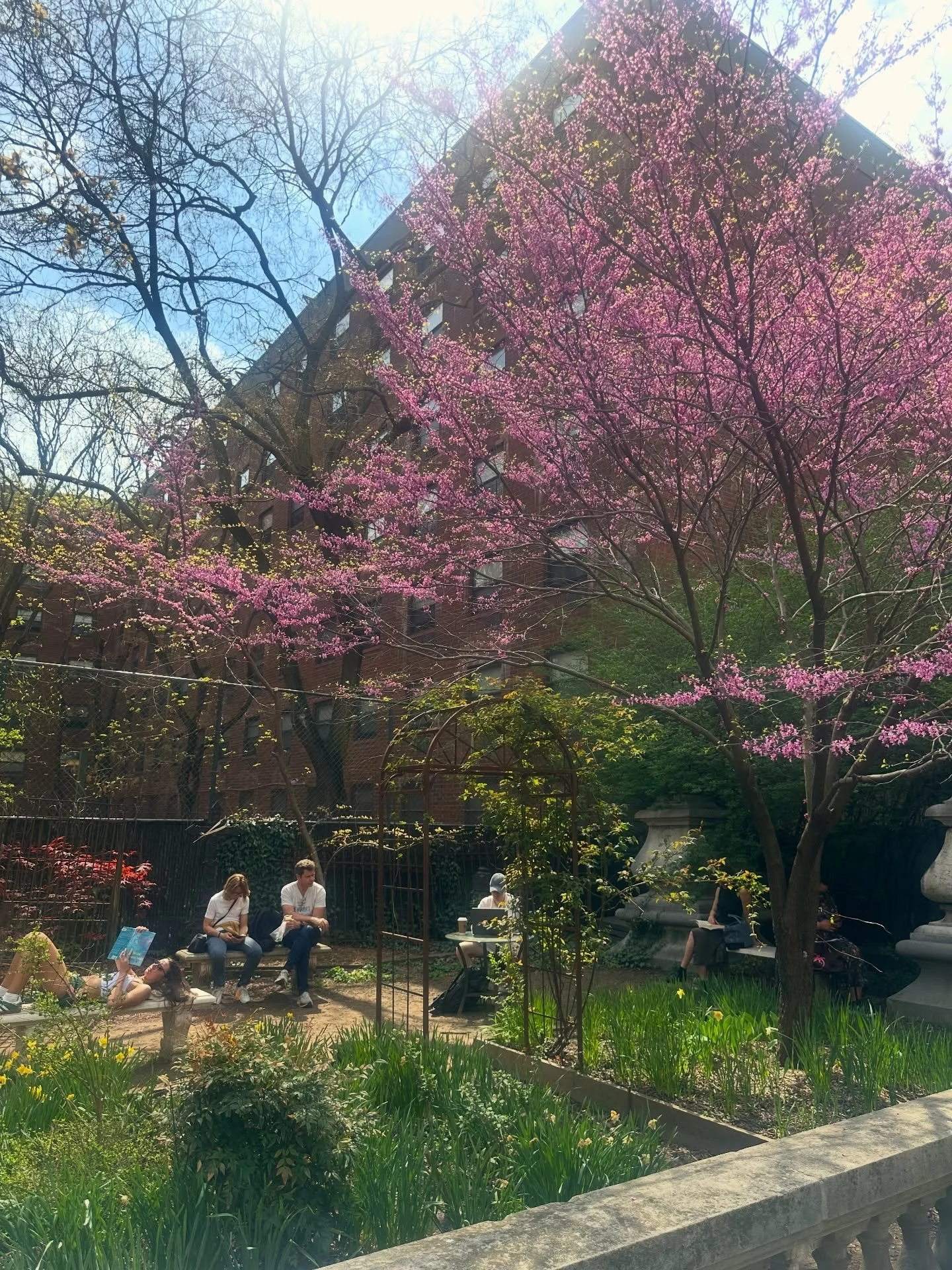 Our Rebud tree is looking especially fabulous today ✨Enjoy that sun everyone!