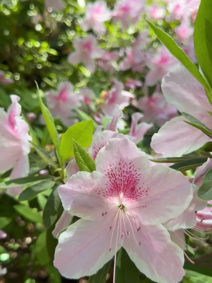 A moment for the glorious pink Azaleas ✨✨✨

&hellip;pick &amp; get kicked (out) :)