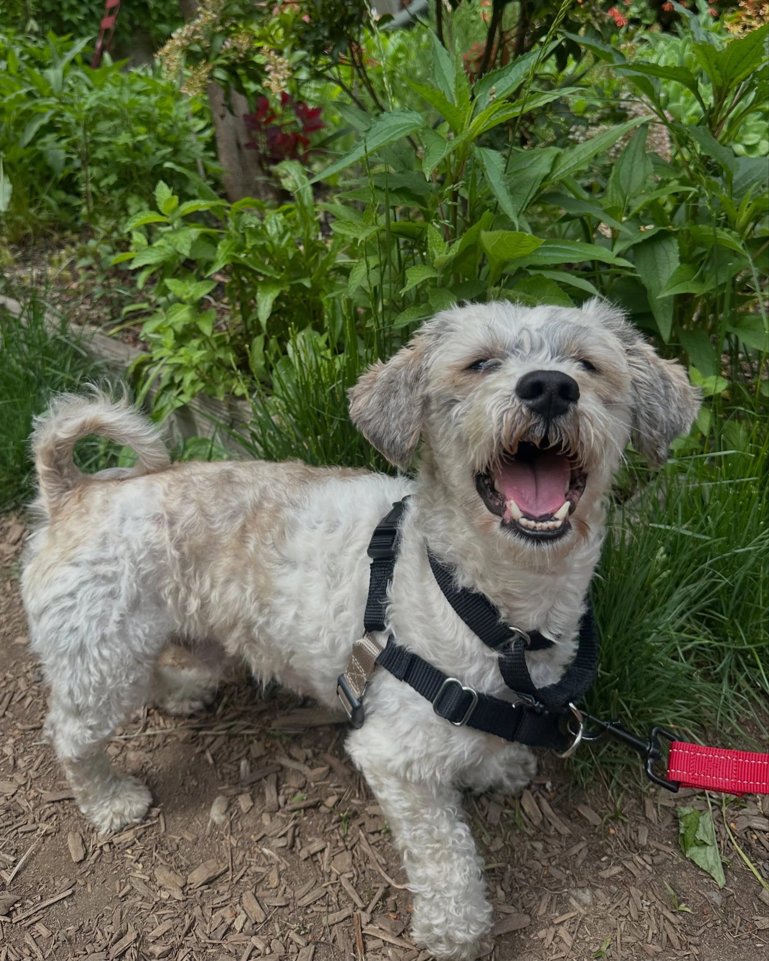 🐾 Mark your calendars! Adoption Day is back at Elizabeth Street Garden with our wonderful friends at @animalhaven

📅 Friday May 29th
⏰ 2:30&ndash;4:30pm
📍 Elizabeth Street Garden

Come hang with rescue pups and maybe add a new member to the family