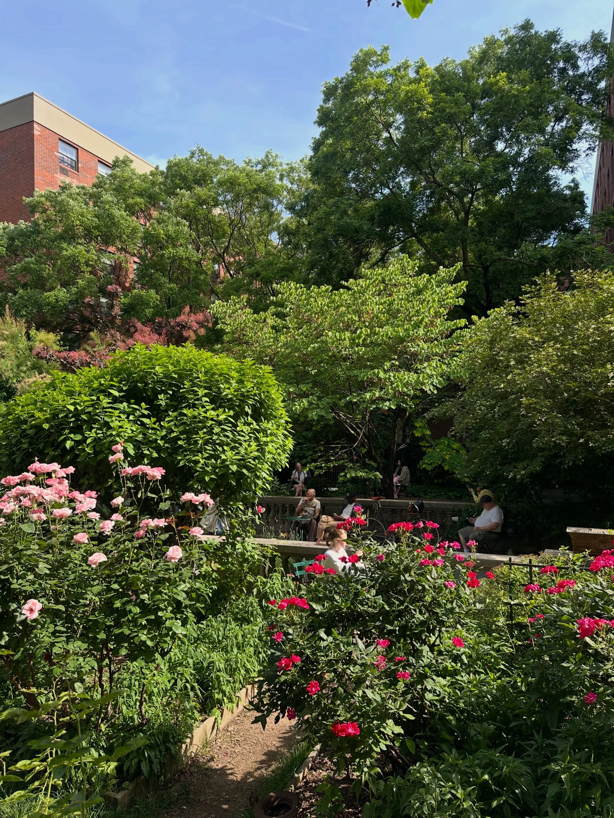Find your spot amidst the roses 🌹✨