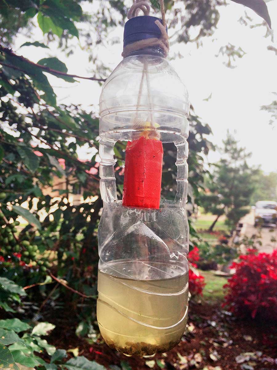 Coffee berry borer trap using water, honey and alcohol. Wahana Estate, Indonesia.