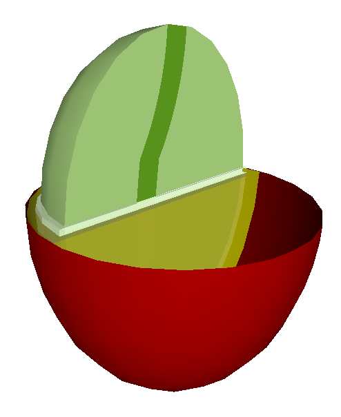 A cutaway view of a coffee cherry stripped down to the seed.
