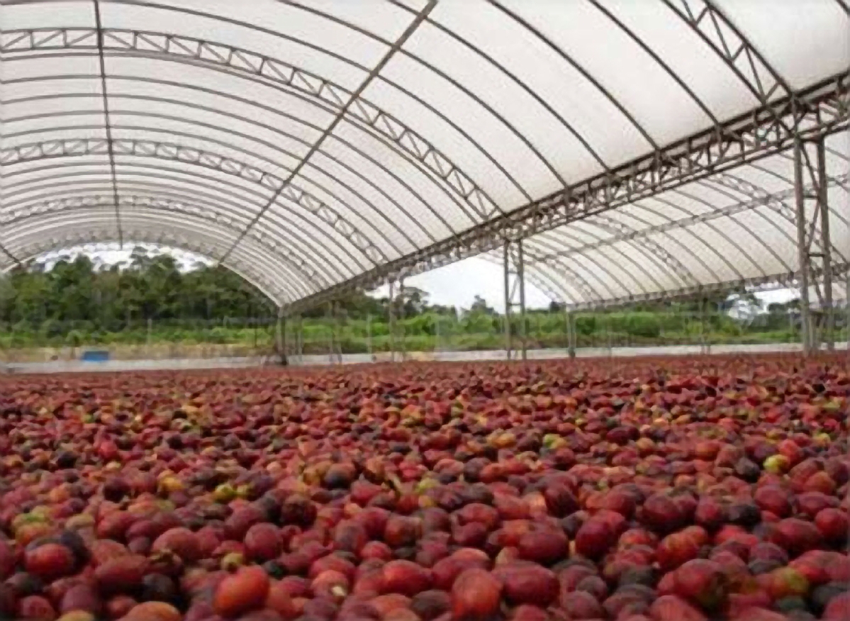 Dry process. Coffee cherries drying on a covered patio.