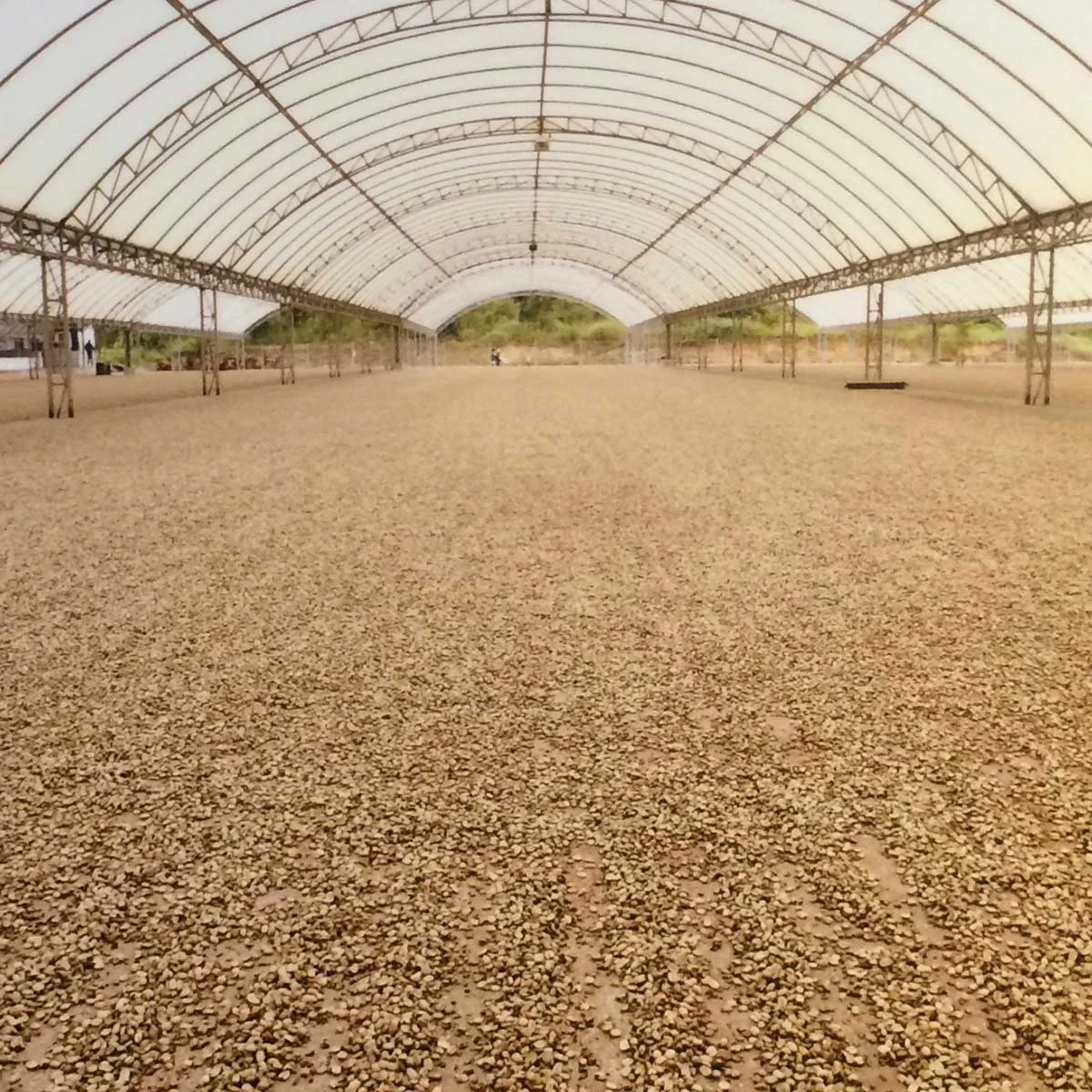 Semi-washed beans drying on a covered patio.