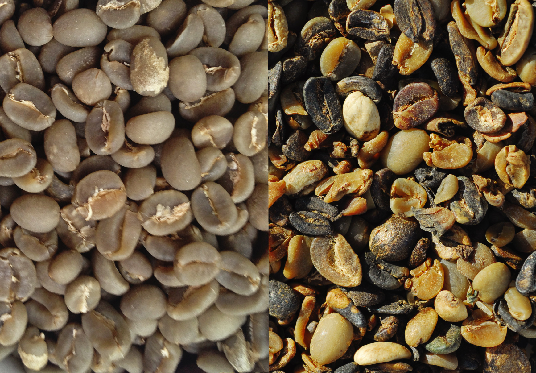Figure 1.1. Both pictures are of the same bean. The left picture is the highest grade, which is sold as speciality coffee and the right picture is the worst grade of commodity coffee. All beans are 100% arabica.