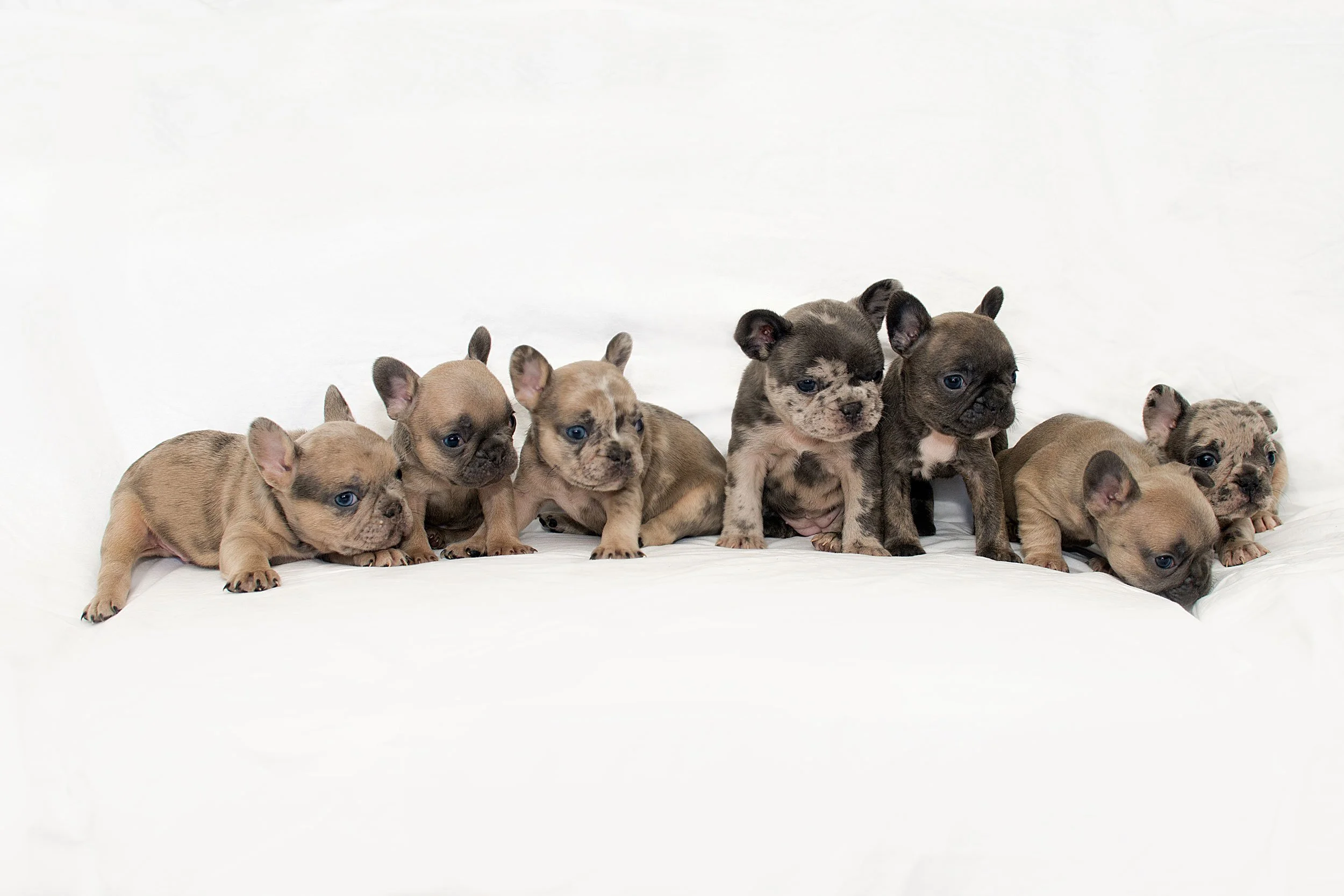 Pups-group1.jpg