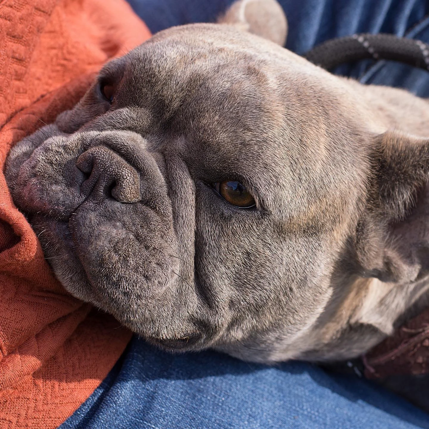 The Frenchie B&amp;B