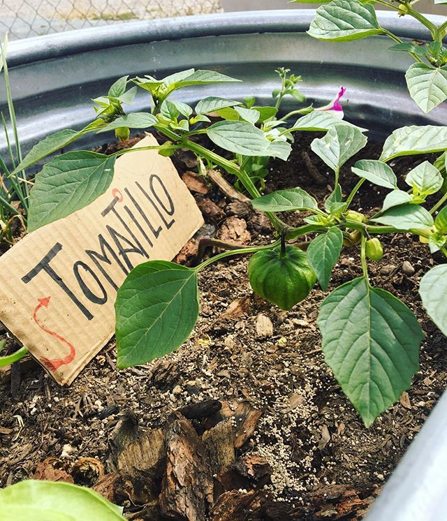 Tasty tomatillos at POPUP15! 😍  #cityheights #popup15 #eatsandiego #elcajonblvd #gardening #sandiego #foodisfree #free #food #foodgarden #urbangarden #volunteering #vegetables # fruits #herbs #flowers