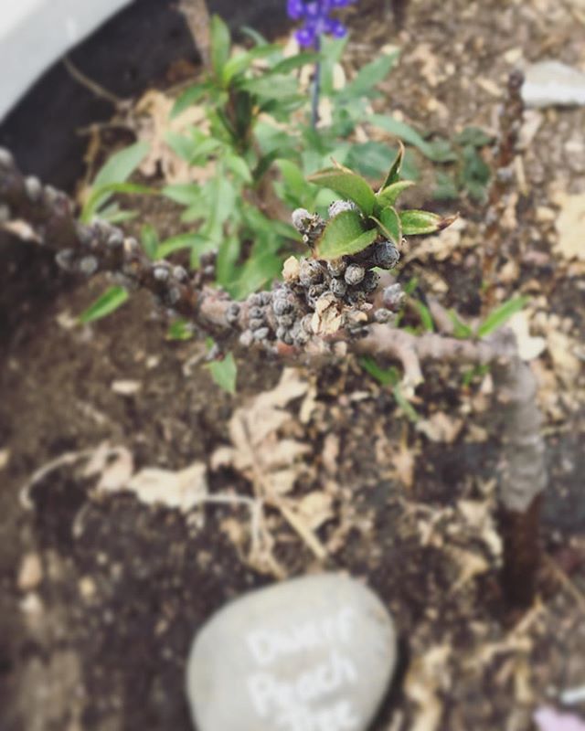 🌿🌞Goodmorning little peach, time to wake up!🍑🌳 #sandiego #spring #summer #freefood #urbangardening #cityheights #elcajonblvd #eatsandiego #popup15 #peachtree