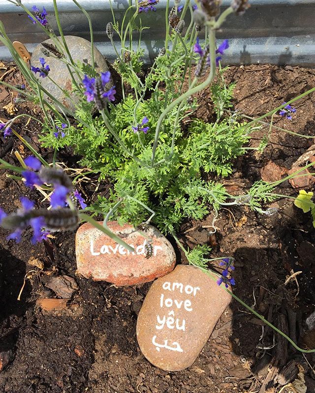 Spread the love🐝 #love #lavender #bees #gardening #sandiego #cityheights #urbangardening #freefood #elcajonblvd #happy #happiness #share #community #multilingual