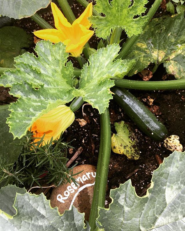 😋hidden treasures at the popup15 community garden😋 #zucchini #garden #communitygarden #sandiego #popup15 #elcajonblvd #cityheights #rosemary #freefood #foodisfree #share