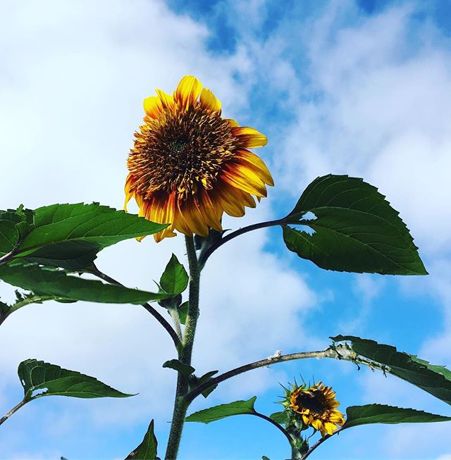 It’s a beautiful day at the garden🤗🌻 #popup15 #sandiego #communitygarden #community #garden #sunflower