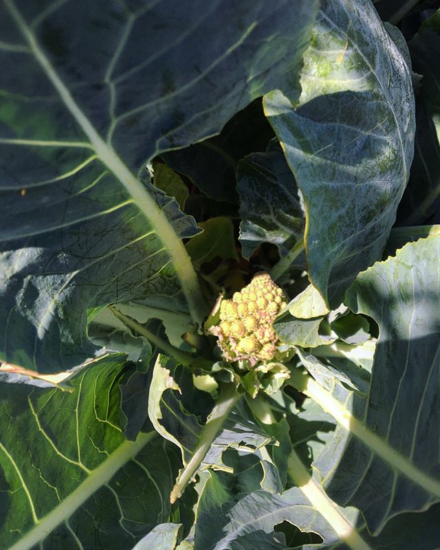 New baby romanesco🌀🥦 and a throwback to the last time we grew some!😍 #freefood #freefoodmovement #communitygarden #popup15 #elcajonblvd #sandiego #gardening #community #cityheights #plants #romanesco #broccoli #growth #fractals #nature #funfood