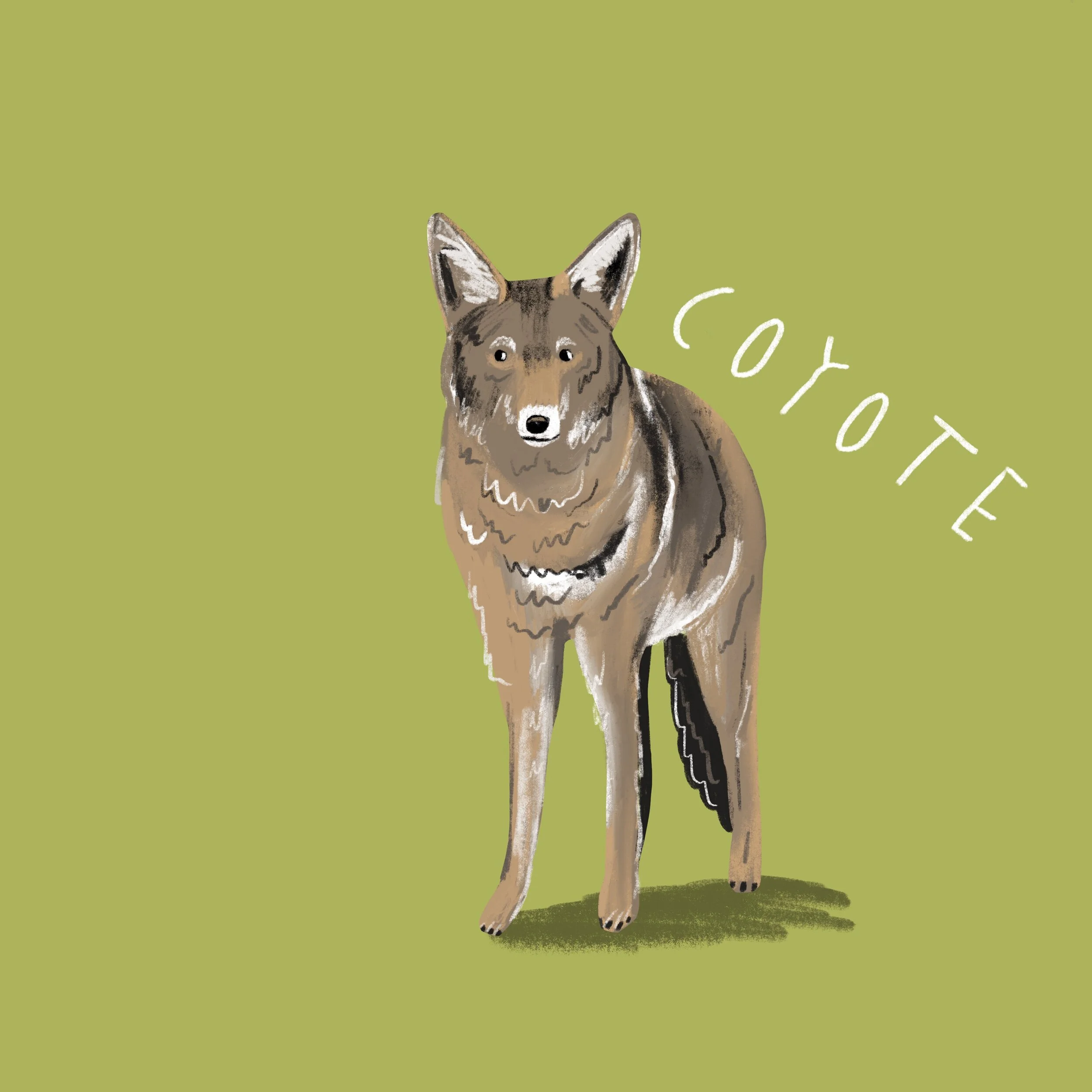 Coyote_.jpg