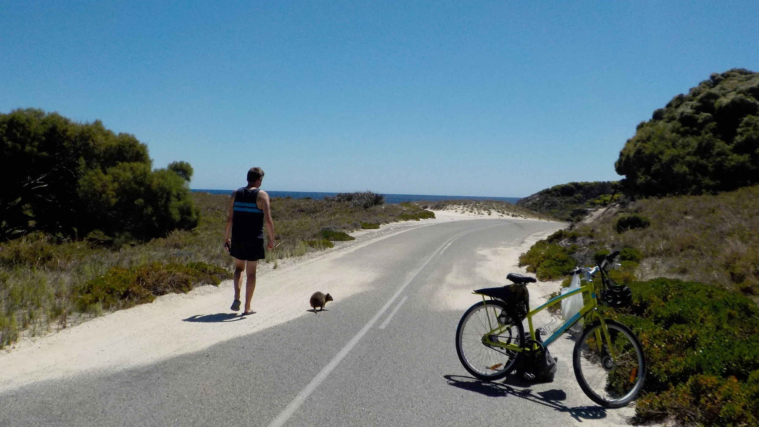 Hugo with his new quokka friend :) 