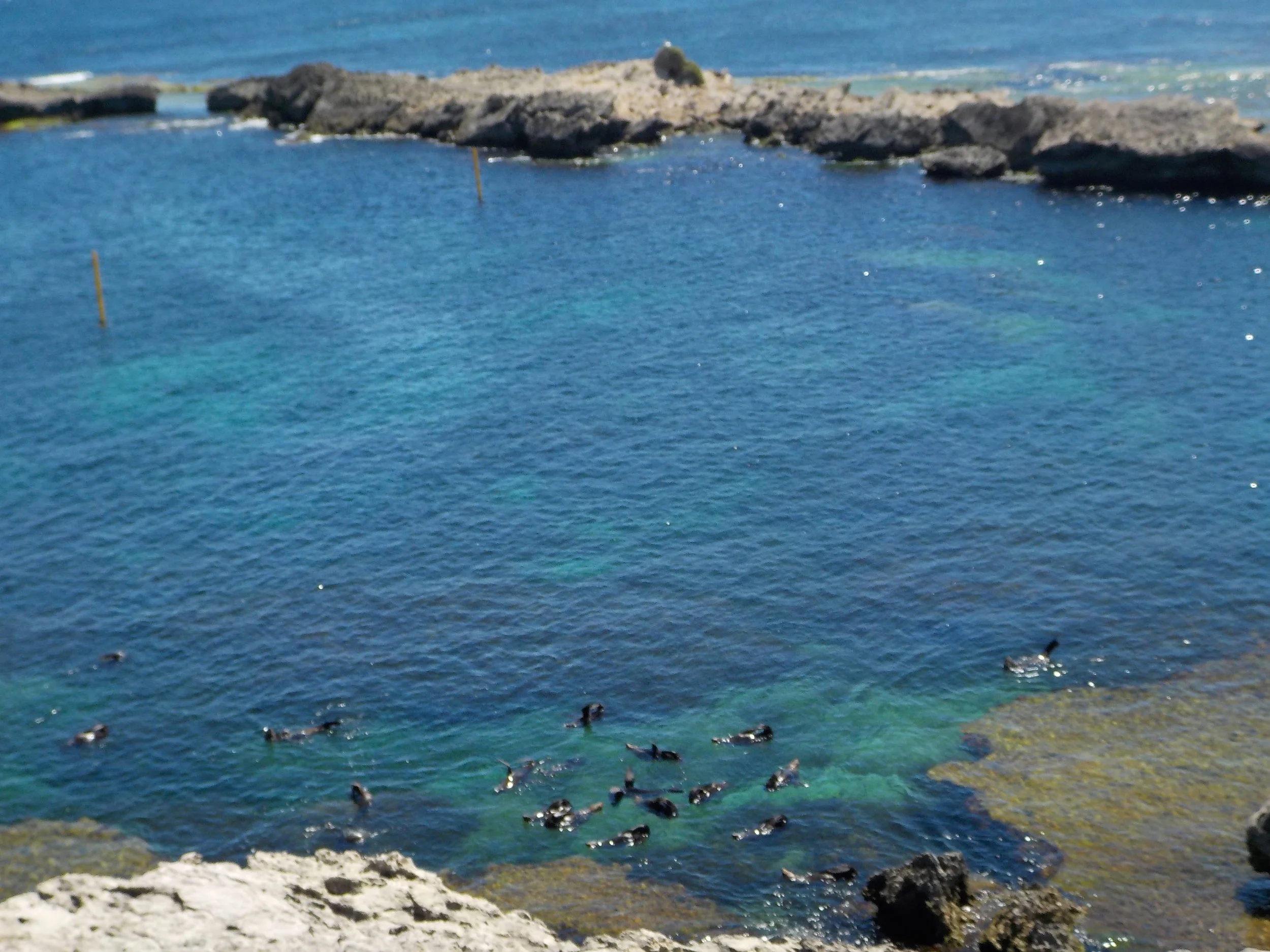 Fur Seals enjoying their day near Cathedral Rocks lookout