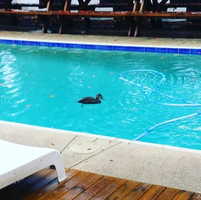 Spring has sprung there is ducks in our pool #spring