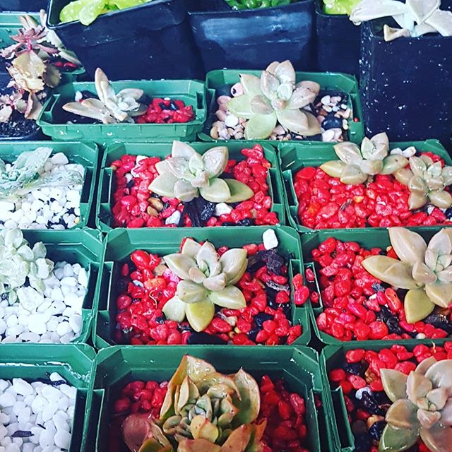 Today we start work on our green wall  #plants #succulents #gardening #greenwall #plantingflowers