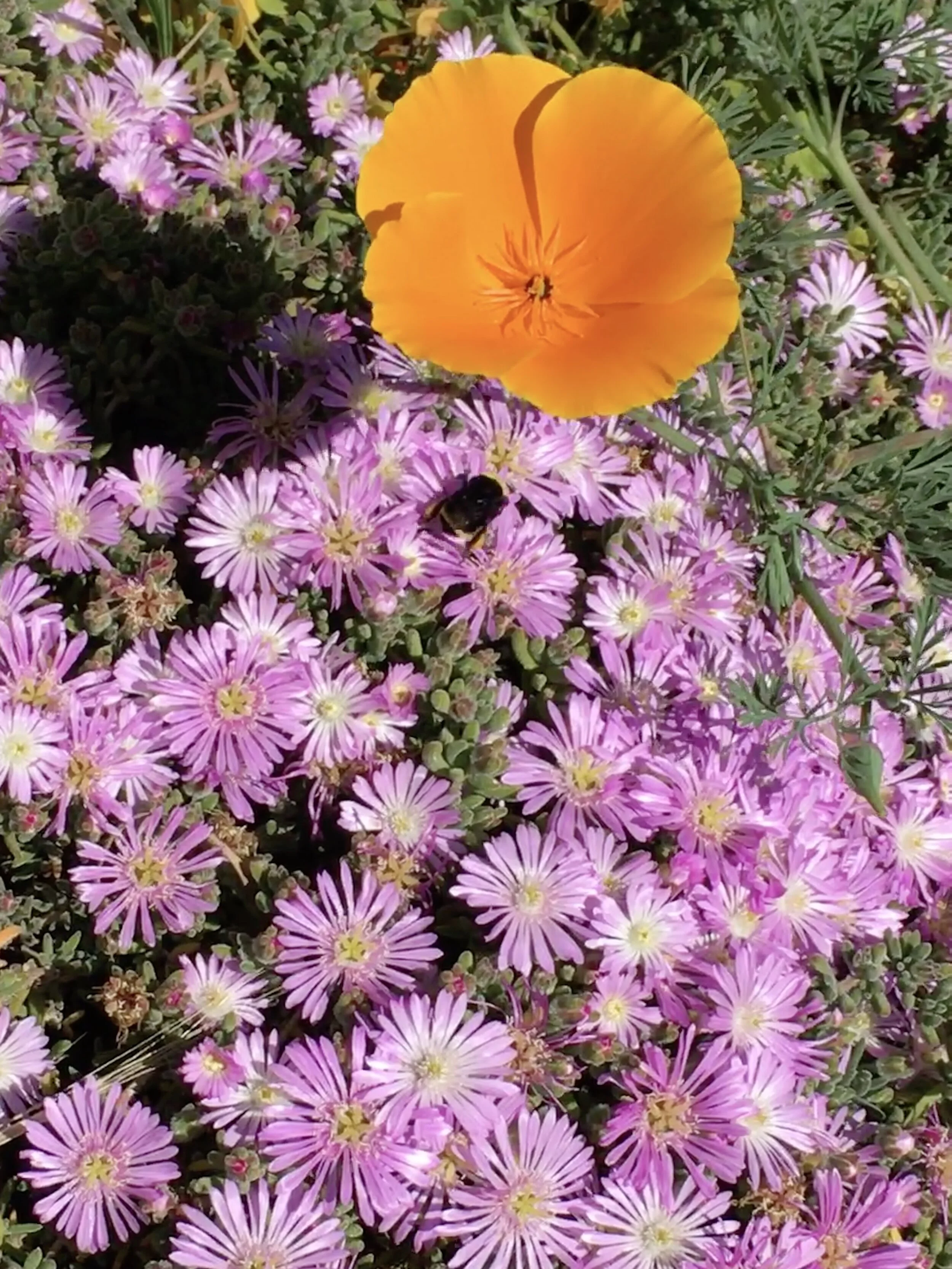 Mindful Self-Care Tips: COVID-19