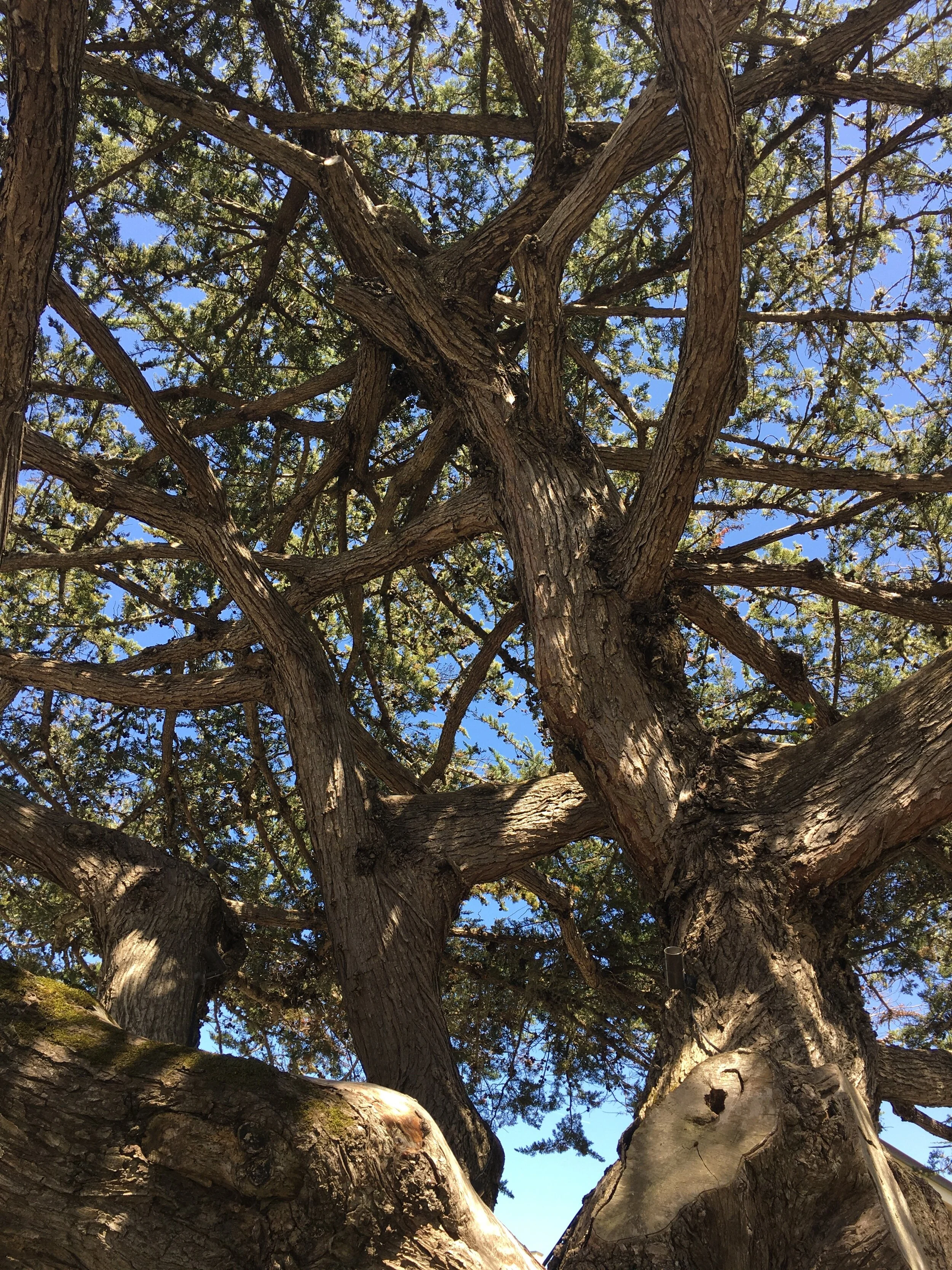 コロナウィルスがもたらしたもの、これからのコロナとの生き方