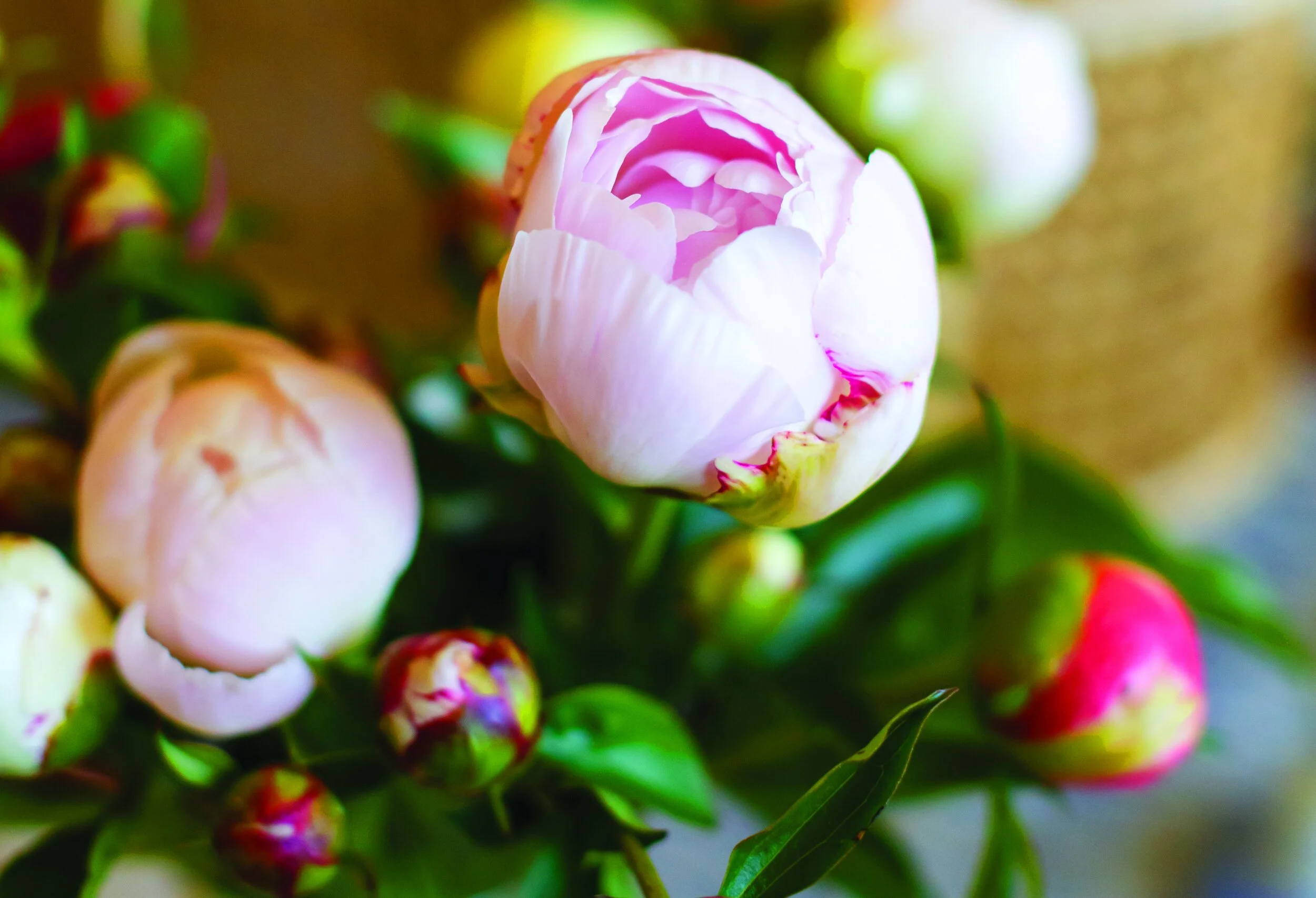 crop4C6A4249.jpg