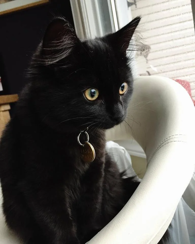 Kitten therapy is the best therapy.
