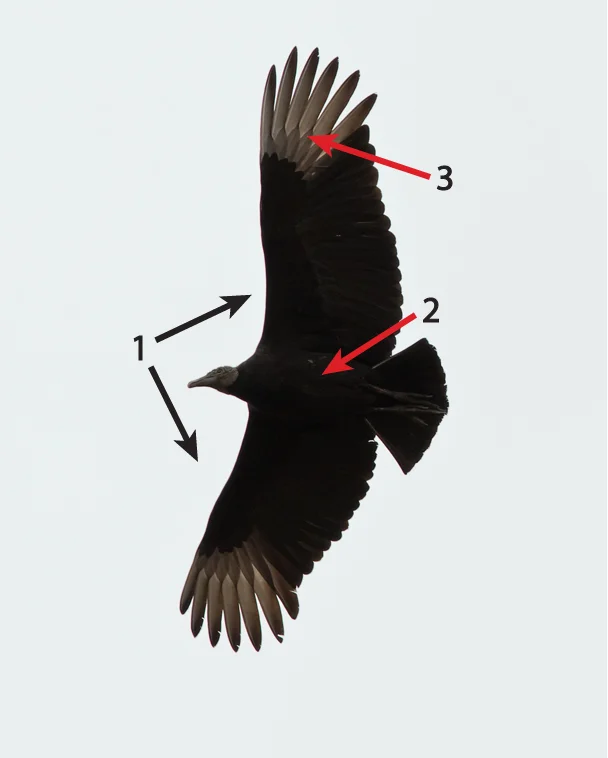 Black Vulture by Frode Jabobsen