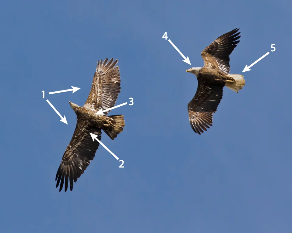Bald Eagles, photo by Frode Jacobsen. Two immature bald eagles, one on the left retains mostly juvenile plumage with some molting, the one of the right has a more advanced molt, with some immature plumage left over (note the white feathers) with the adult white head and feathers.