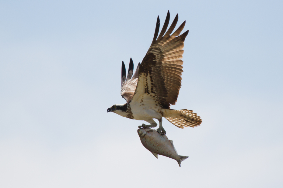 Osprey vs Eagle – How To Tell Them Apart