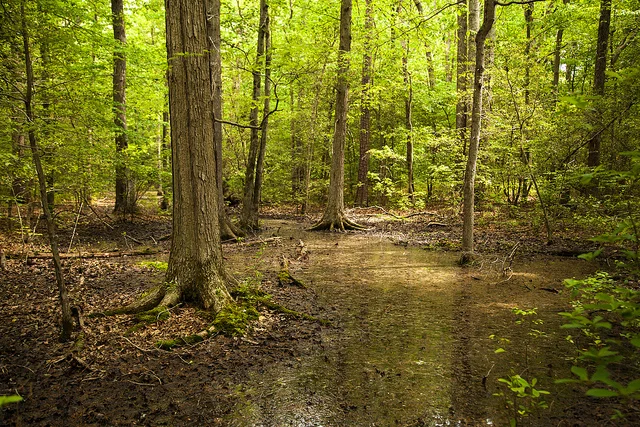 Forest by Chesapeake Bay Program
