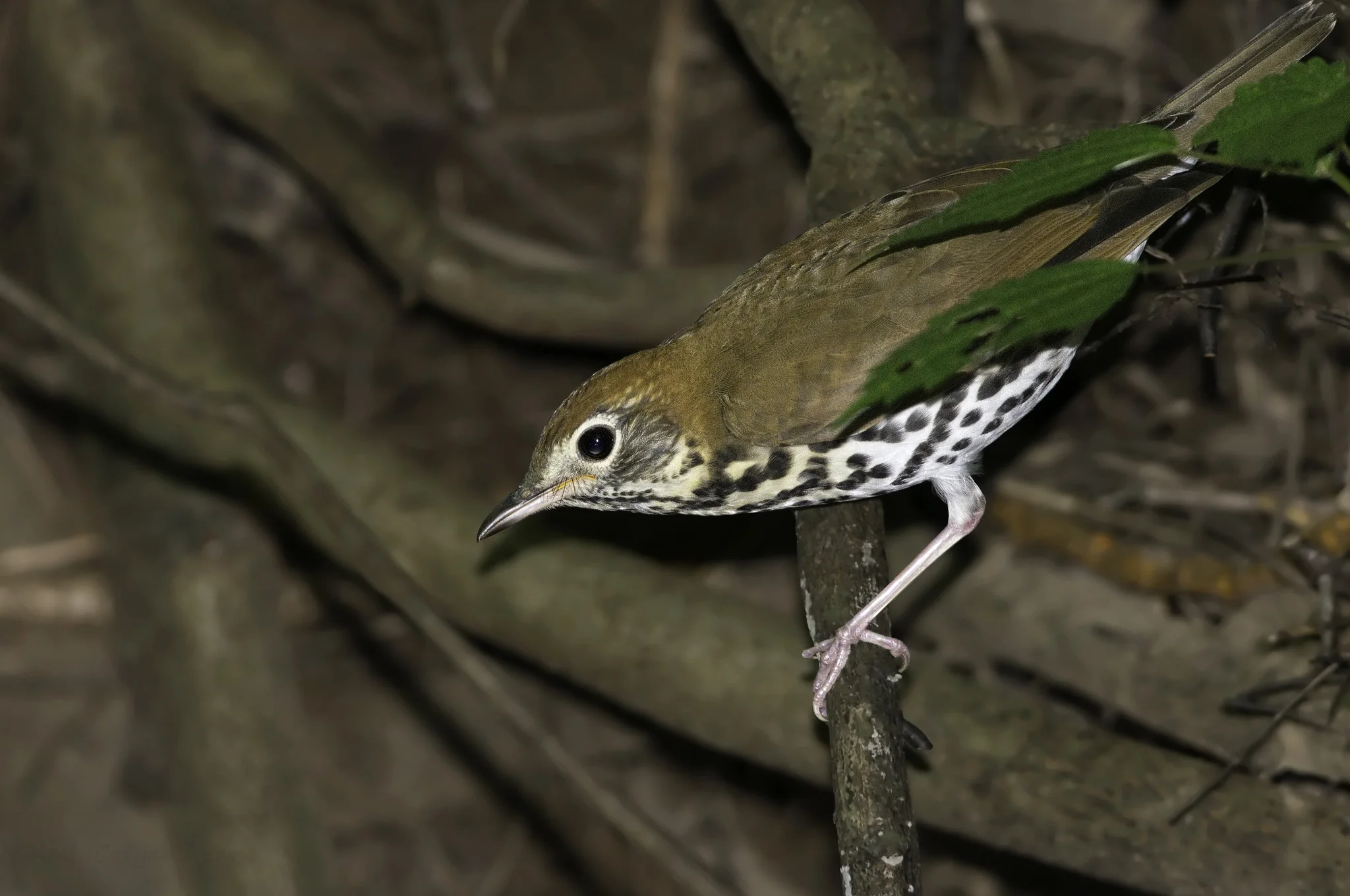 SGCNWood Thrush — Maryland Bird Conservation Partnership