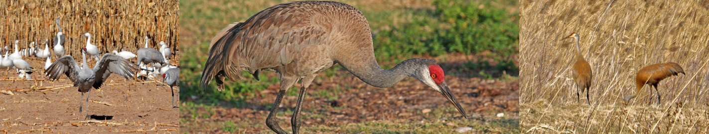 crane-survey-data-entry-image.png