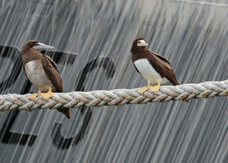 8. When my husband said he "spied 4 boobies" on the water, my first thought was "that must be a rarity"