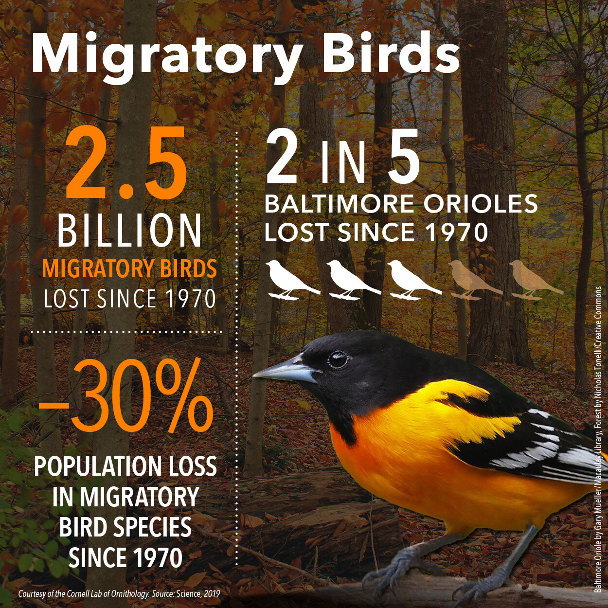 Migratory Birds Decrease Infographic (square format) Courtesy of Cornell Lab of Ornithology.jpg