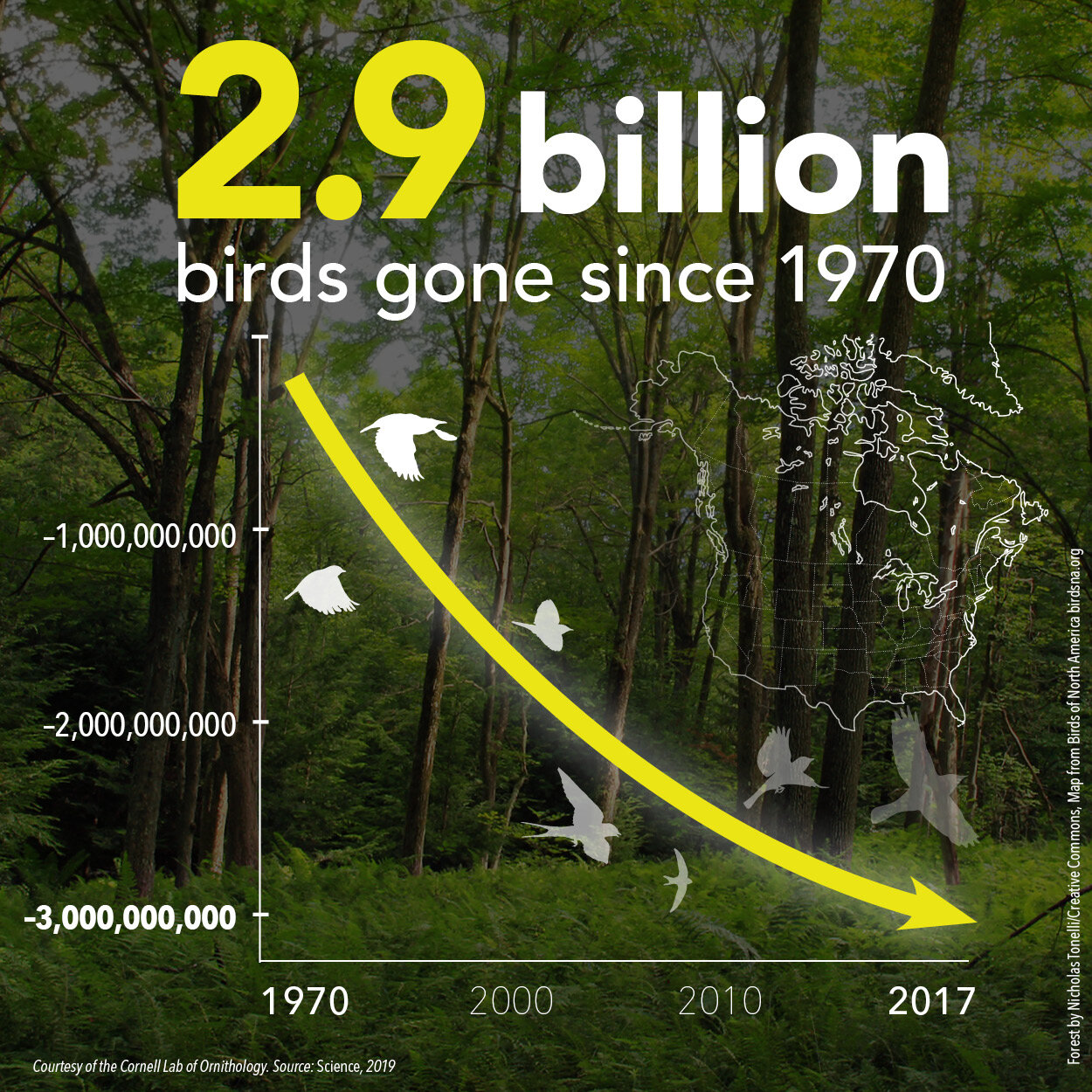 Overall Bird Decrease Infographic (square format) Courtesy of Cornell Lab of Ornithology.jpg