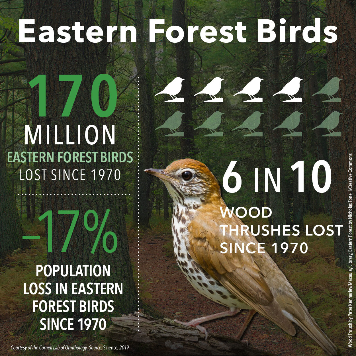 Eastern Forest Birds Decrease Infographic (square format) Courtesy of Cornell Lab of Ornithology.jpg