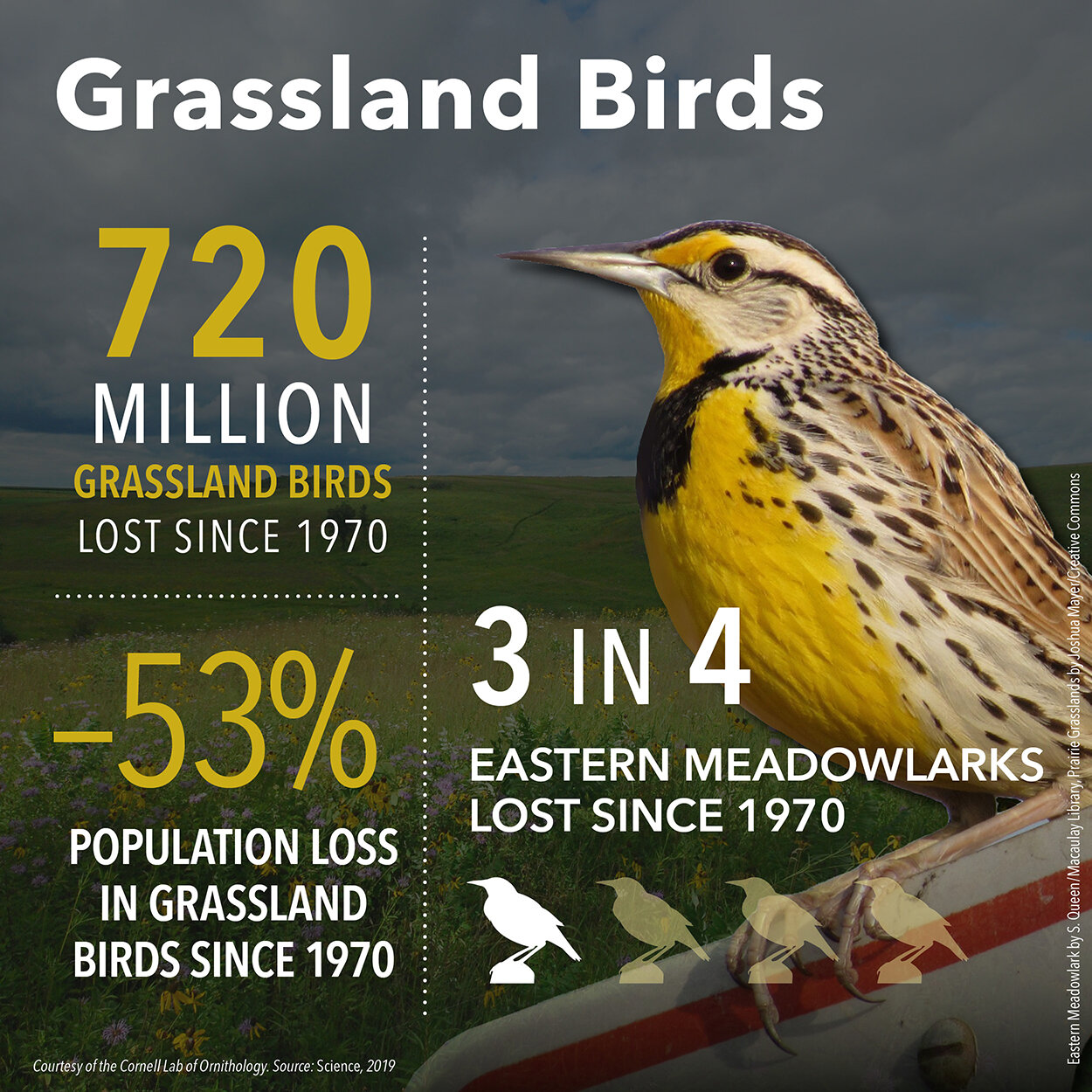 Grassland Bird Declines Infographic (square format) Courtesy of Cornell Lab of Ornithology.jpg