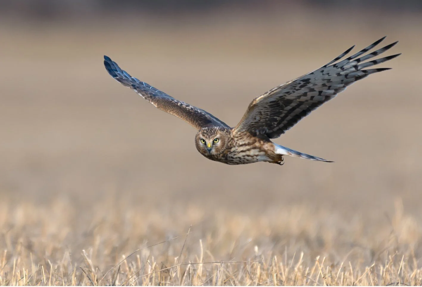 MBCP Northern Harrier Conservation mbcp-northern-harrier-conservation