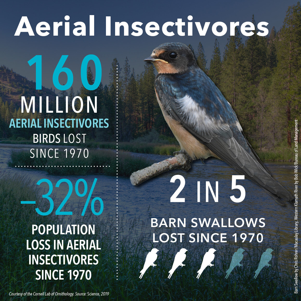 Aerial Insectivores Decrease Infographic (square format) Courtesy of Cornell Lab of Ornithology.jpg